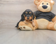 5 week old Dachshund Puppy For Sale - Simply Southern Pups