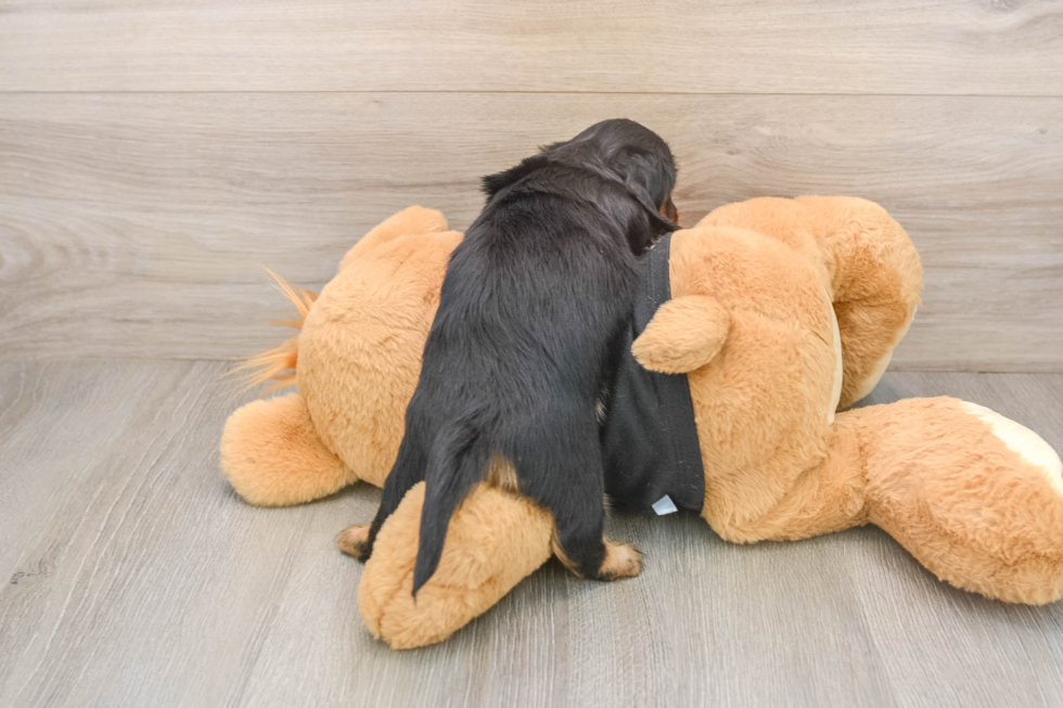 Best Dachshund Baby