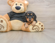 5 week old Dachshund Puppy For Sale - Simply Southern Pups