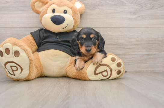 Cute Doxie Purebred Puppy