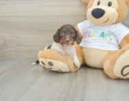 5 week old Dachshund Puppy For Sale - Simply Southern Pups