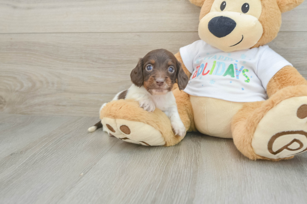 6 week old Dachshund Puppy For Sale - Simply Southern Pups