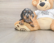7 week old Dachshund Puppy For Sale - Simply Southern Pups