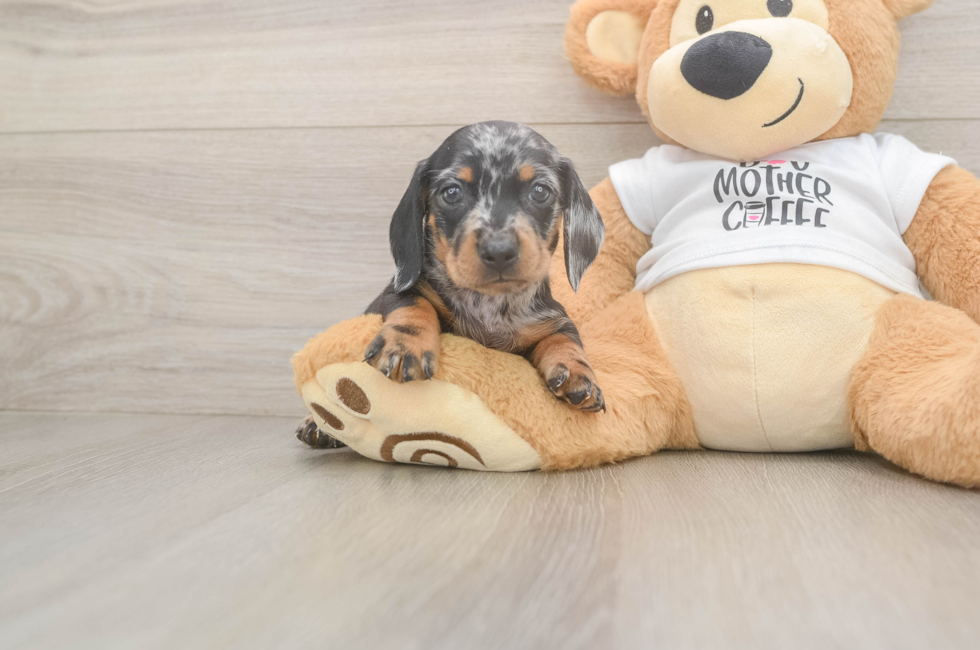5 week old Dachshund Puppy For Sale - Simply Southern Pups