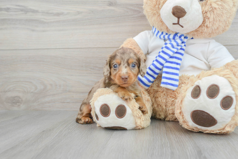 Cute Dachshund Purebred Pup