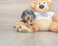 7 week old Dachshund Puppy For Sale - Simply Southern Pups