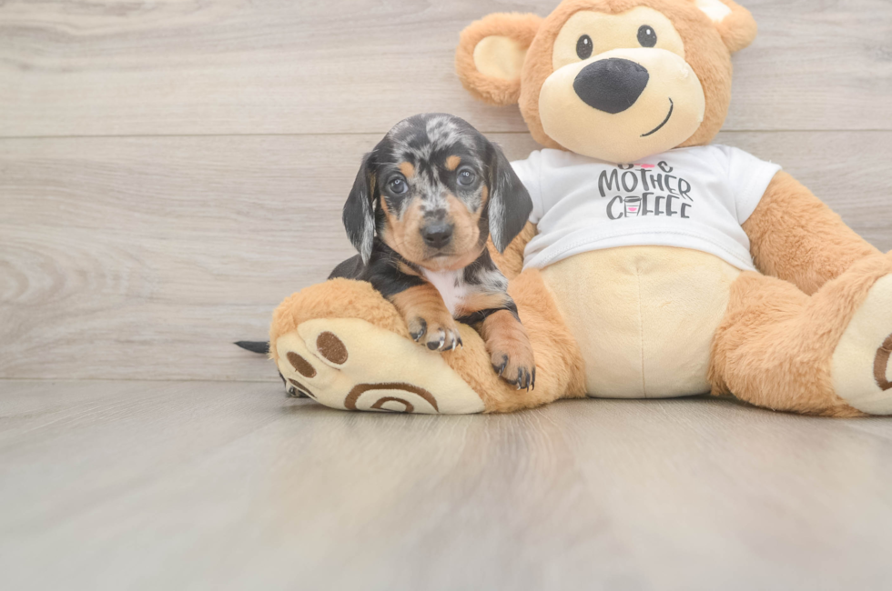 5 week old Dachshund Puppy For Sale - Simply Southern Pups