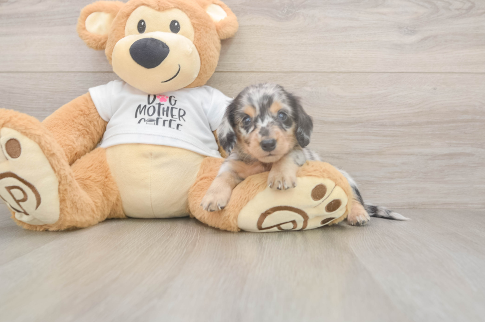 6 week old Dachshund Puppy For Sale - Simply Southern Pups