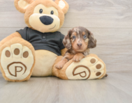 5 week old Dachshund Puppy For Sale - Simply Southern Pups