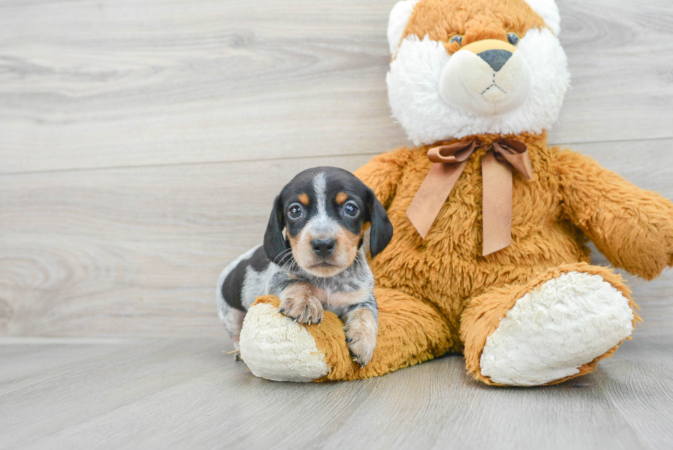 Cute Dachshund Baby