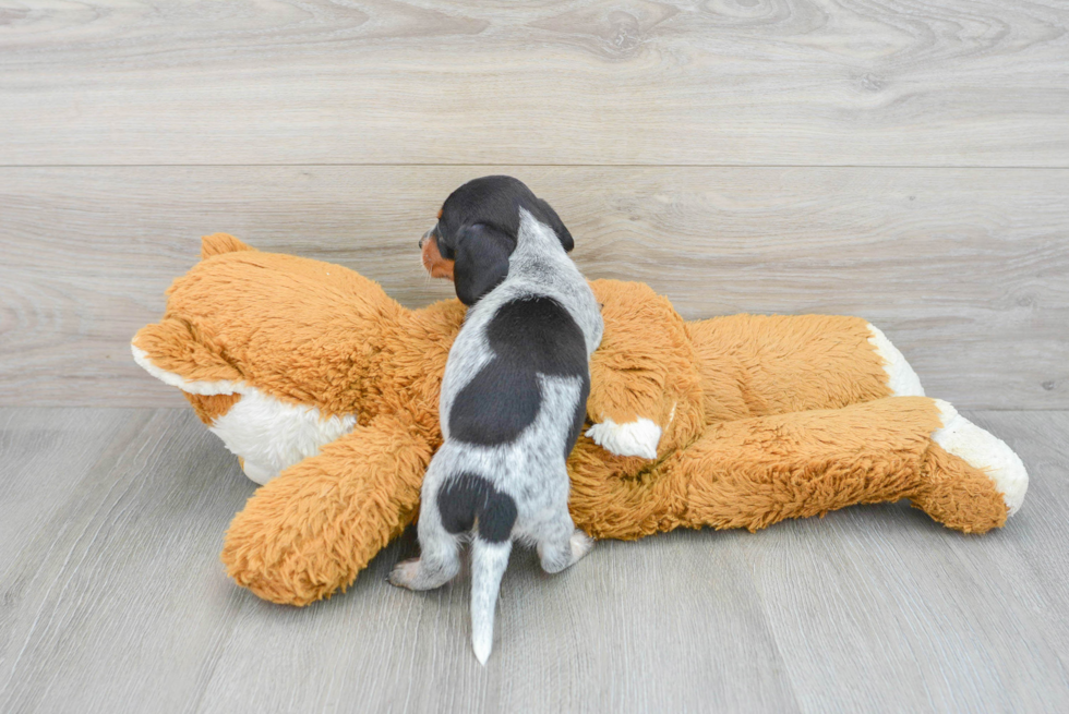 Dachshund Puppy for Adoption