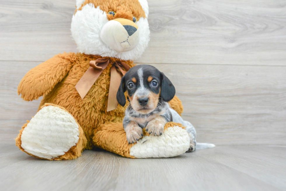 Cute Dachshund Purebred Pup