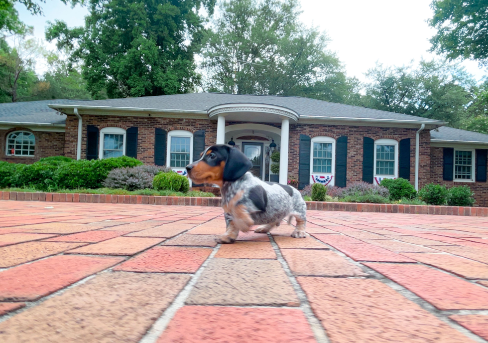 Dachshund Puppy for Adoption