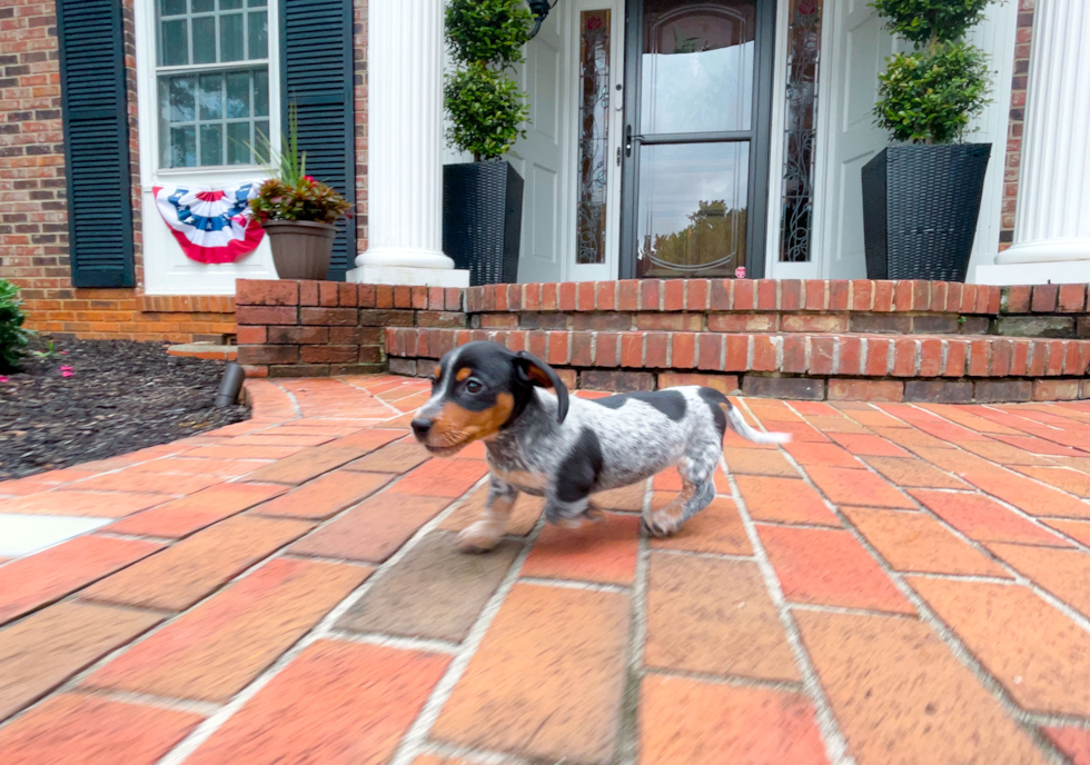 Cute Dachshund Baby