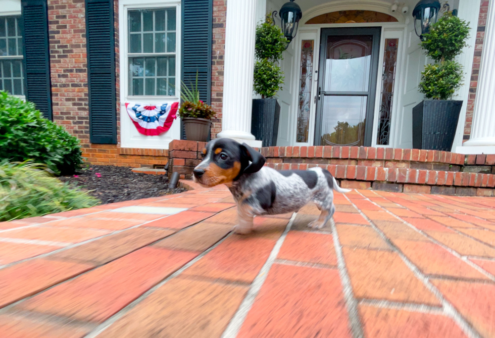 Cute Dachshund Baby