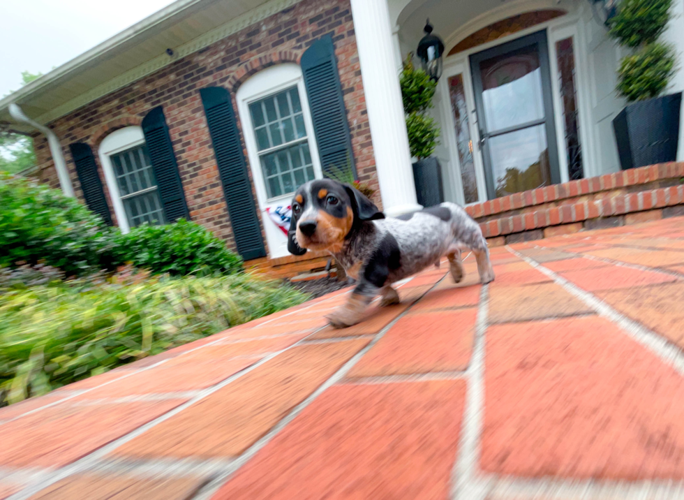 Cute Dachshund Purebred Puppy