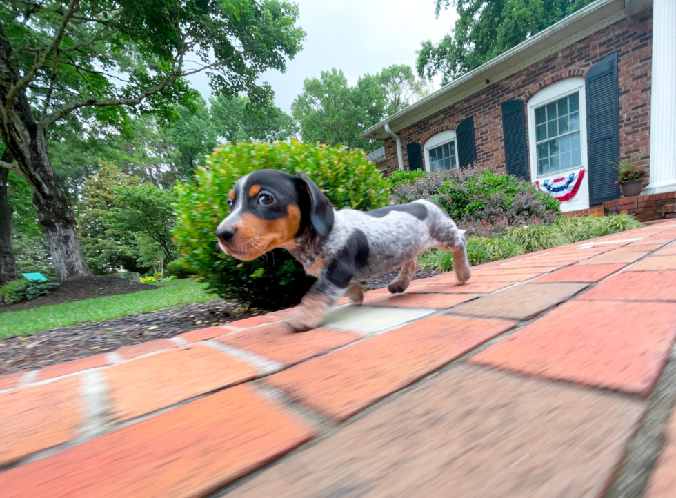 Dachshund Puppy for Adoption