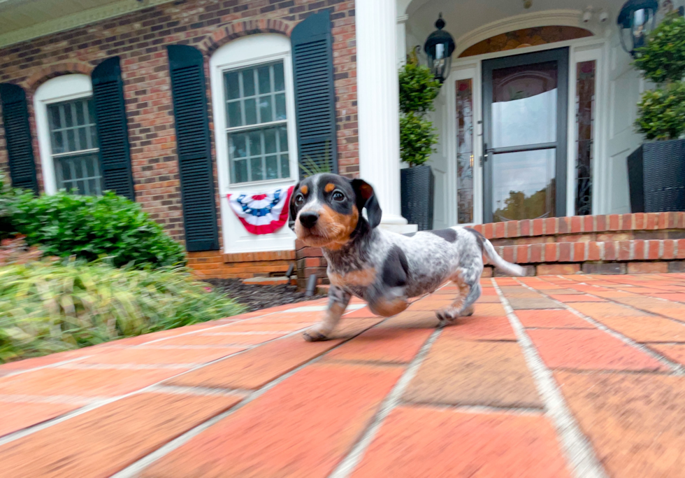 Cute Dachshund Baby