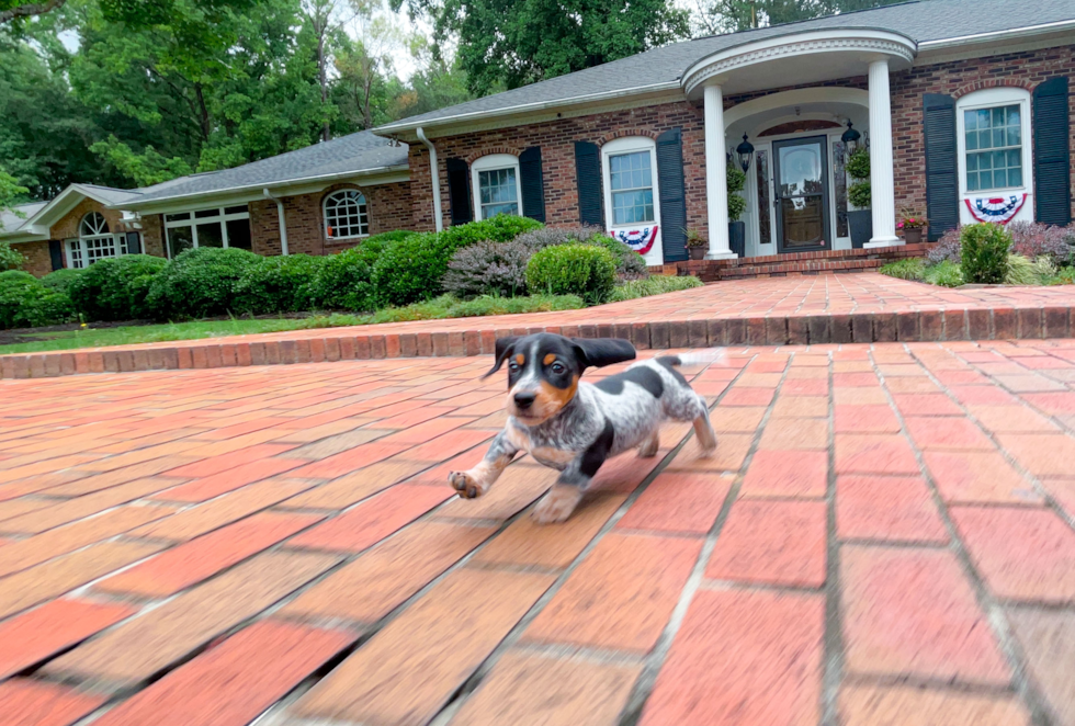 Dachshund Puppy for Adoption