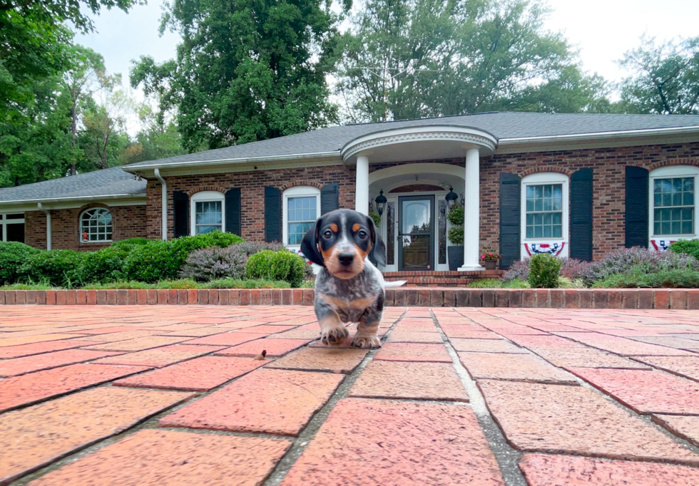 Dachshund Puppy for Adoption
