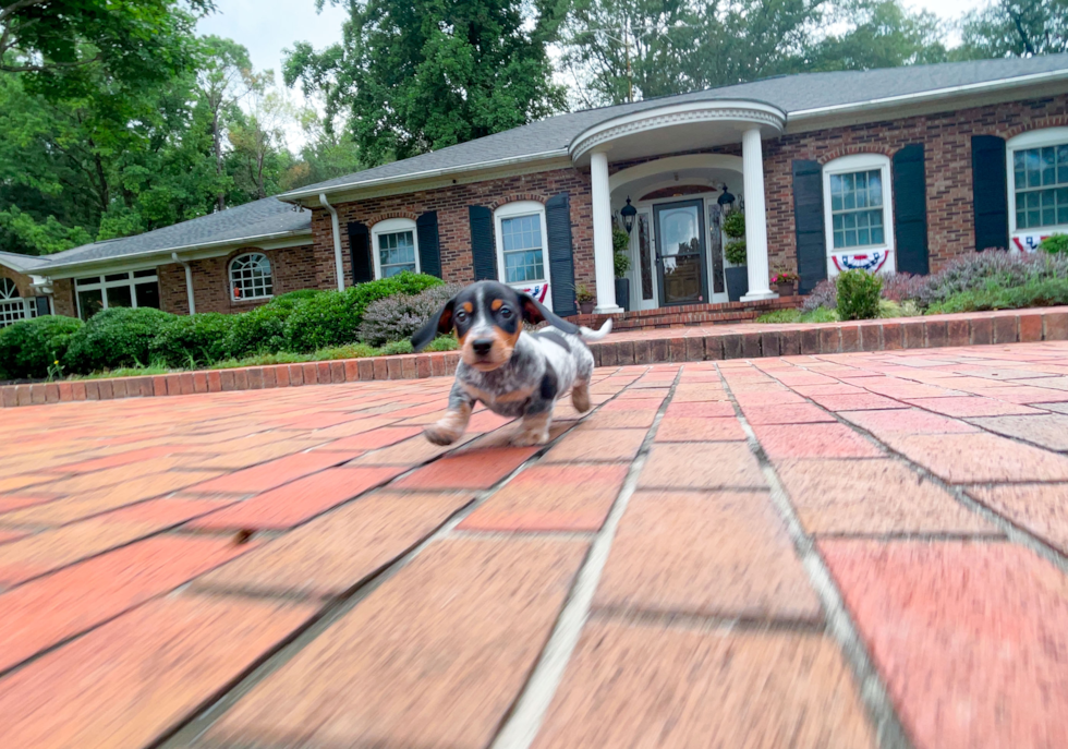 Cute Dachshund Purebred Pup