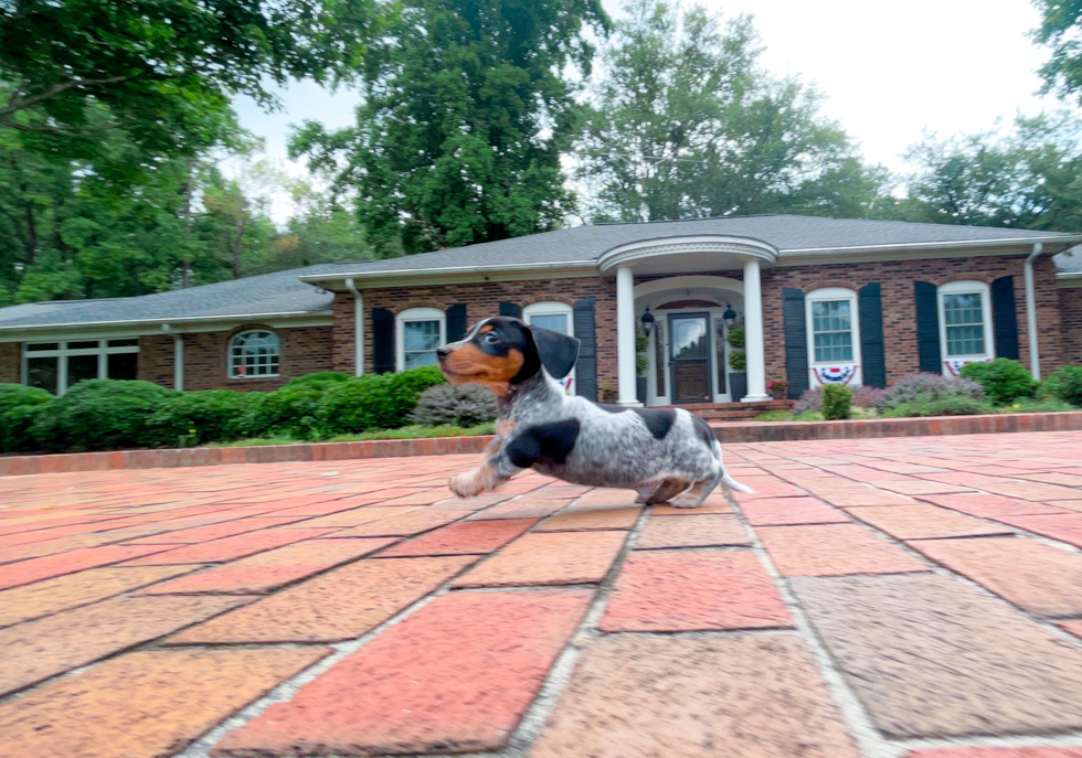 Dachshund Pup Being Cute