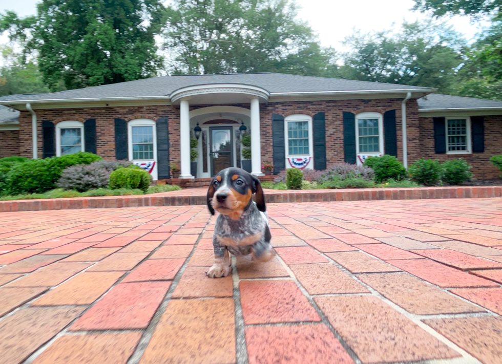 Cute Dachshund Baby