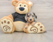 5 week old Dachshund Puppy For Sale - Simply Southern Pups