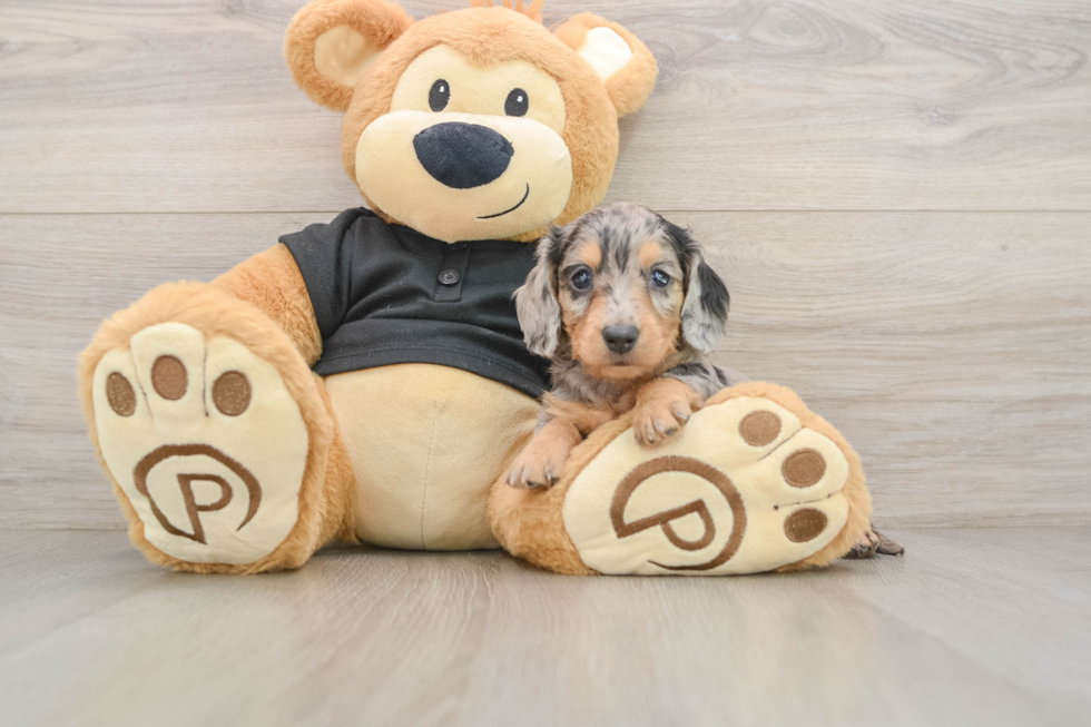 Cute Dachshund Purebred Pup
