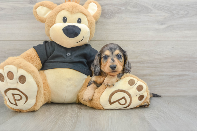 Cute Dachshund Baby