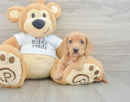 6 week old Dachshund Puppy For Sale - Simply Southern Pups
