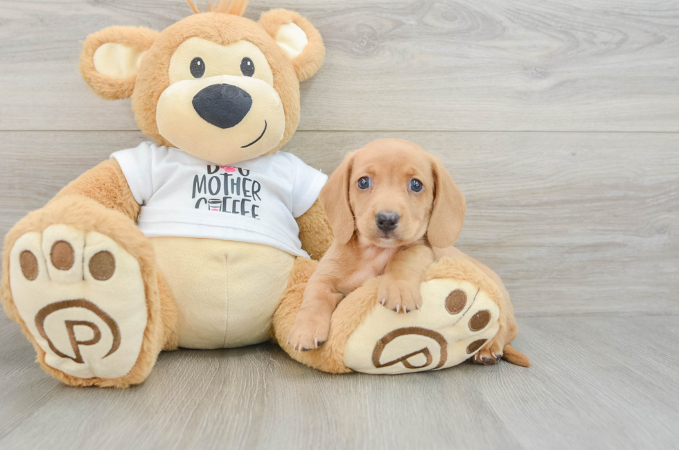6 week old Dachshund Puppy For Sale - Simply Southern Pups