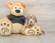 5 week old Dachshund Puppy For Sale - Simply Southern Pups