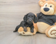 5 week old Dachshund Puppy For Sale - Simply Southern Pups