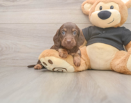 6 week old Dachshund Puppy For Sale - Simply Southern Pups