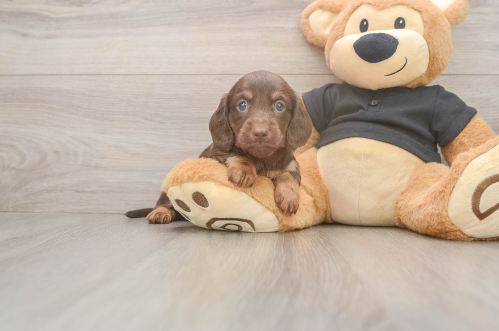 6 week old Dachshund Puppy For Sale - Simply Southern Pups