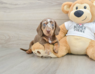 6 week old Dachshund Puppy For Sale - Simply Southern Pups