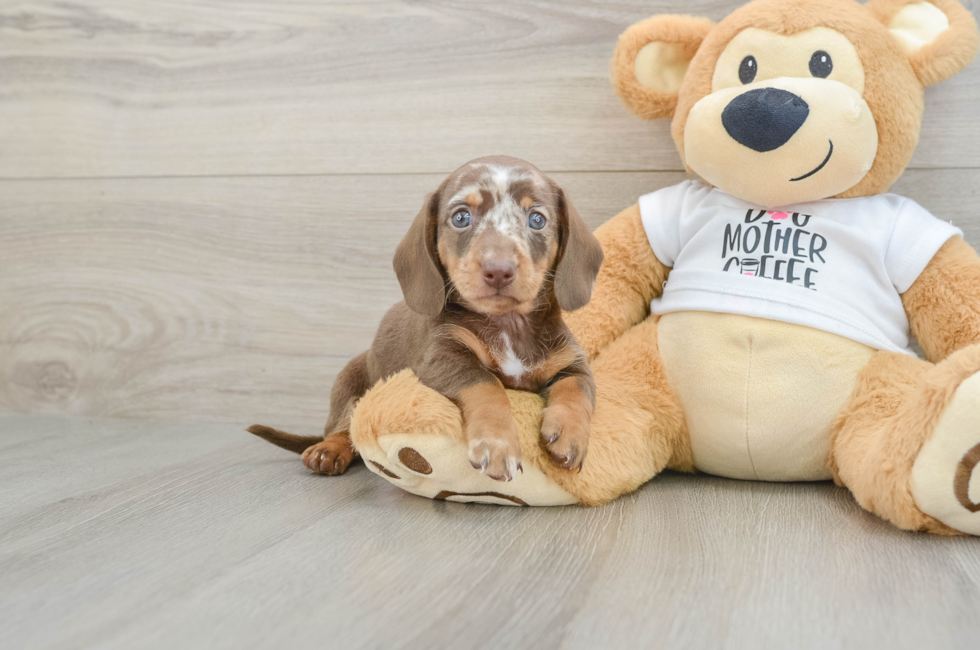 6 week old Dachshund Puppy For Sale - Simply Southern Pups