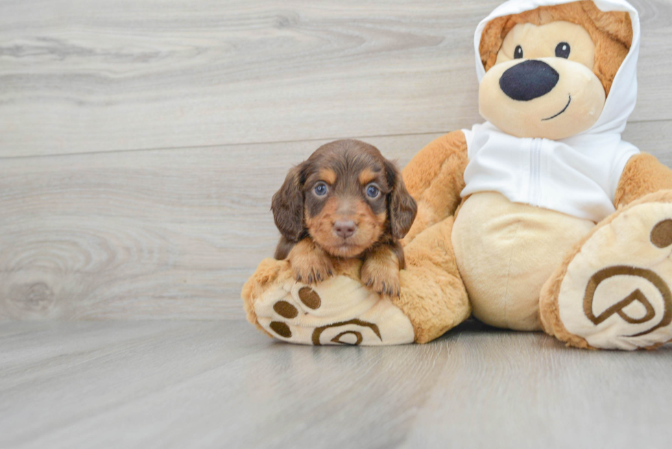Cute Dachshund Baby