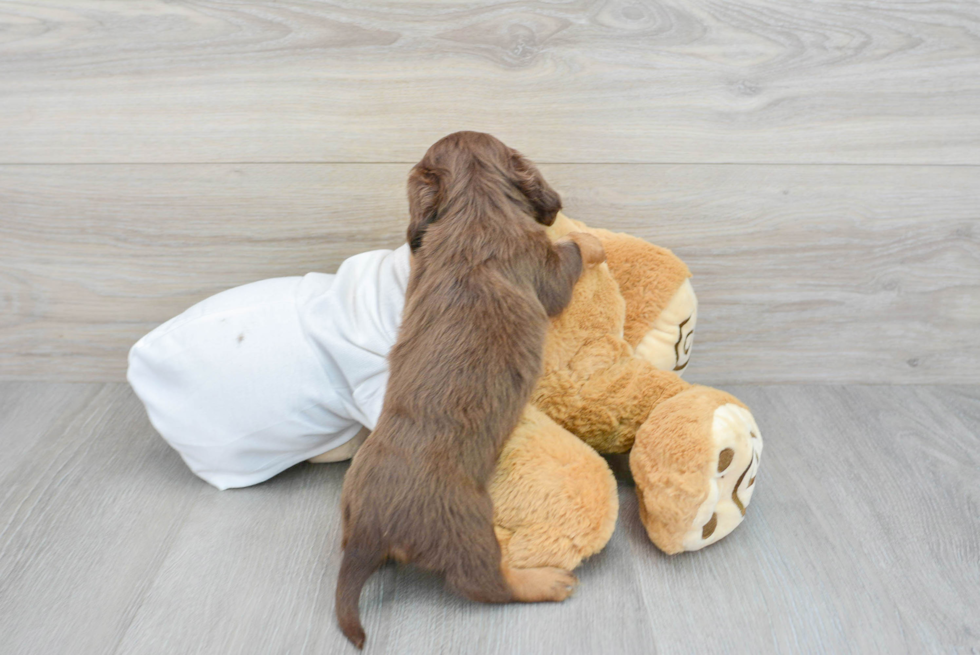 Cute Dachshund Purebred Puppy
