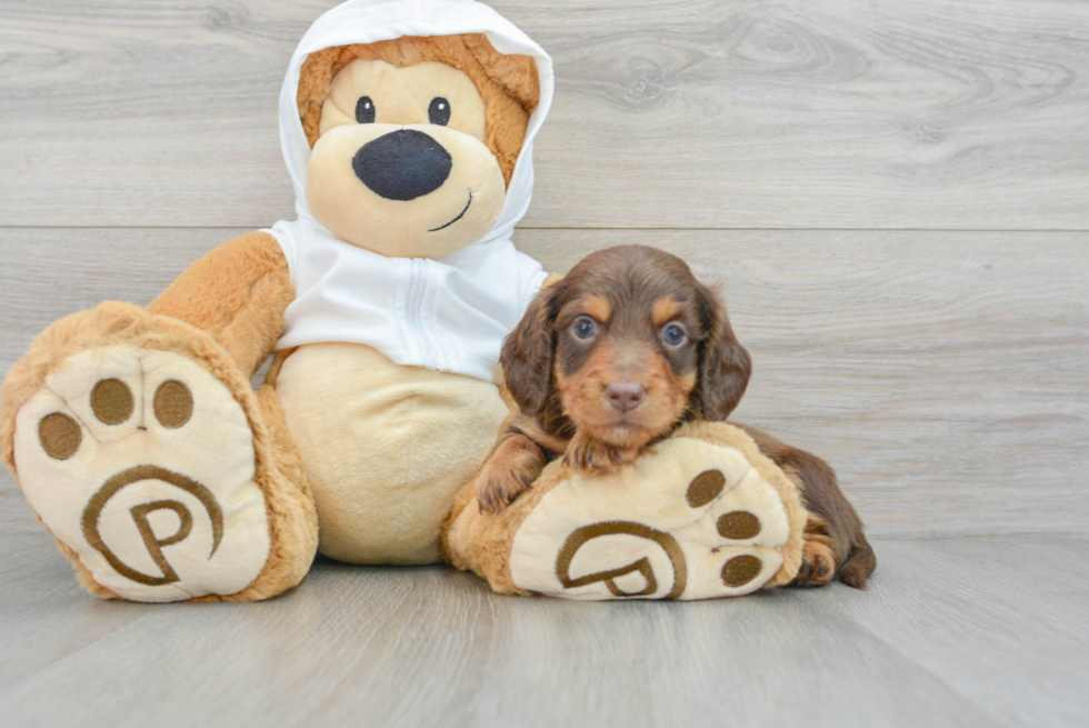 Dachshund Puppy for Adoption