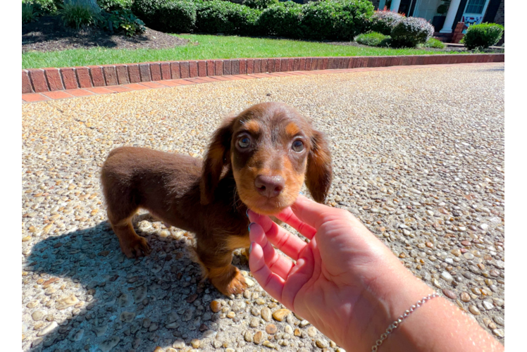 Dachshund Pup Being Cute