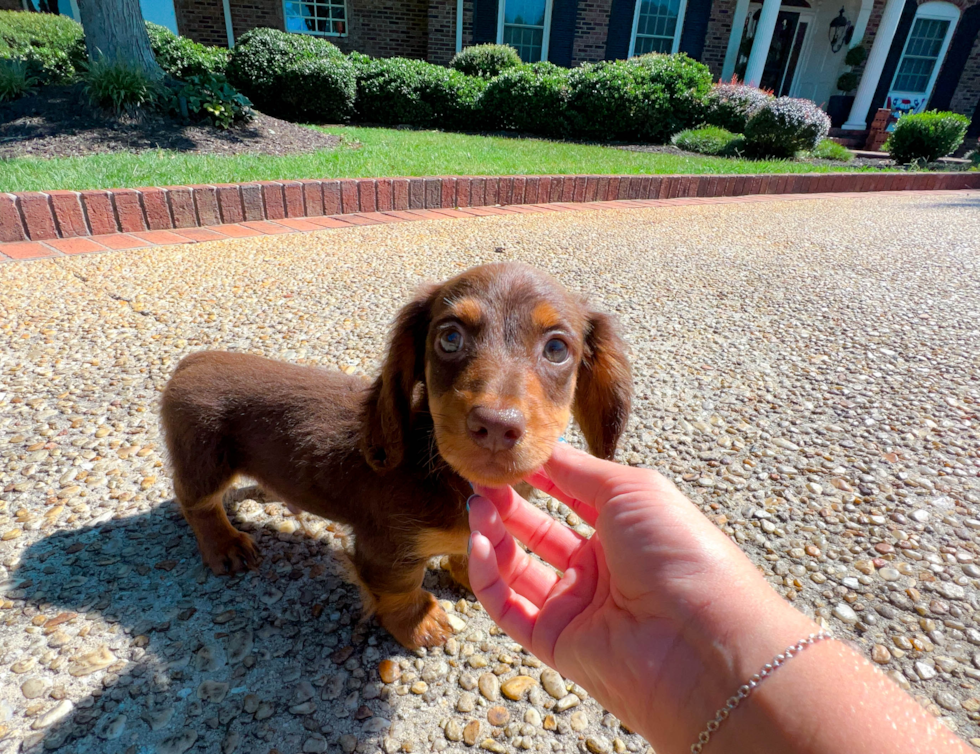 Best Dachshund Baby