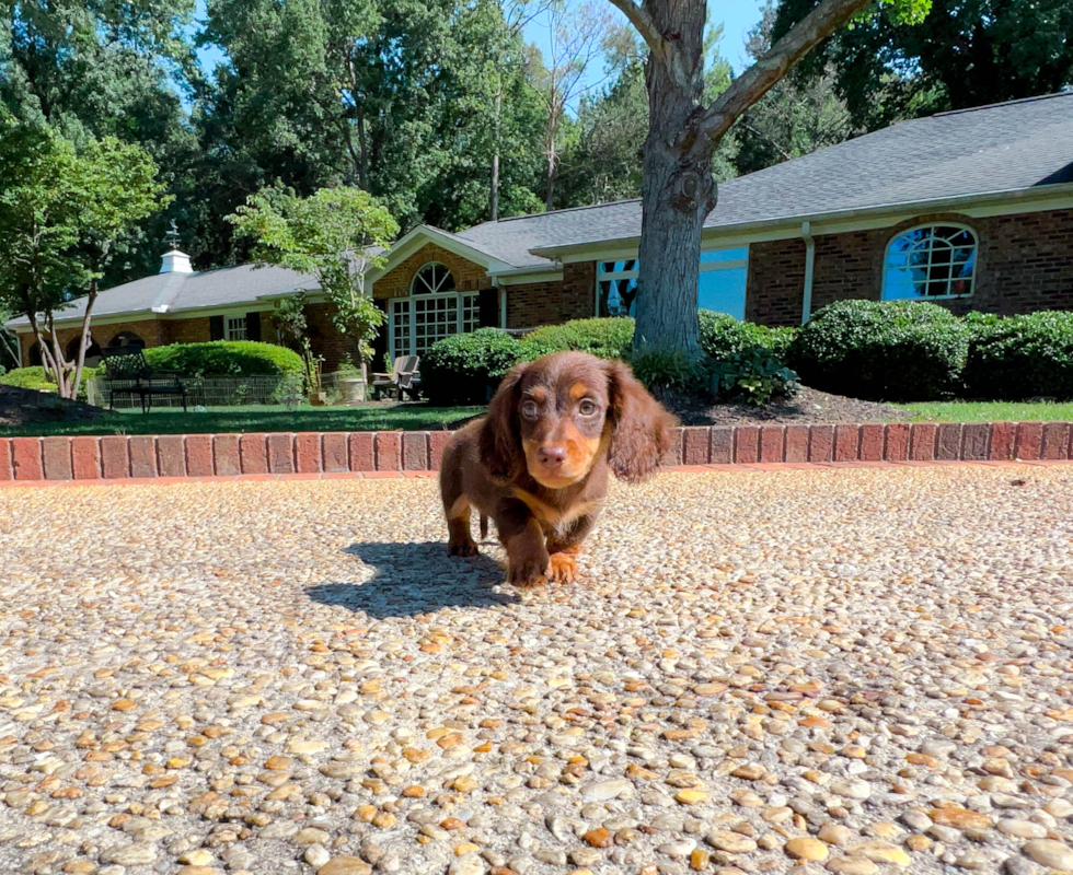 Cute Dachshund Purebred Puppy