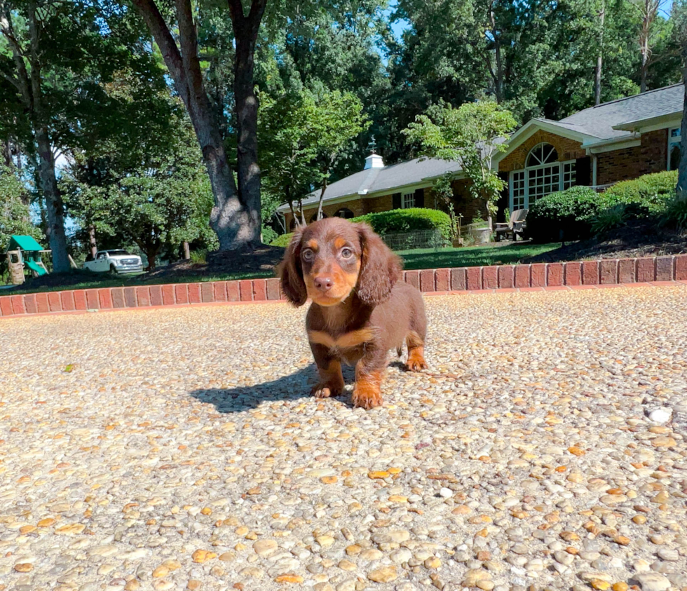 Cute Dachshund Purebred Puppy