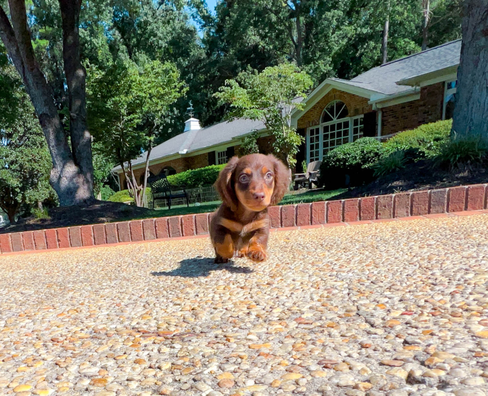 Best Dachshund Baby