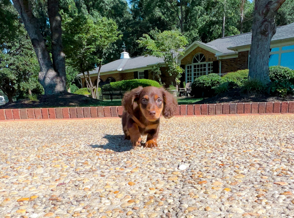 Cute Dachshund Baby