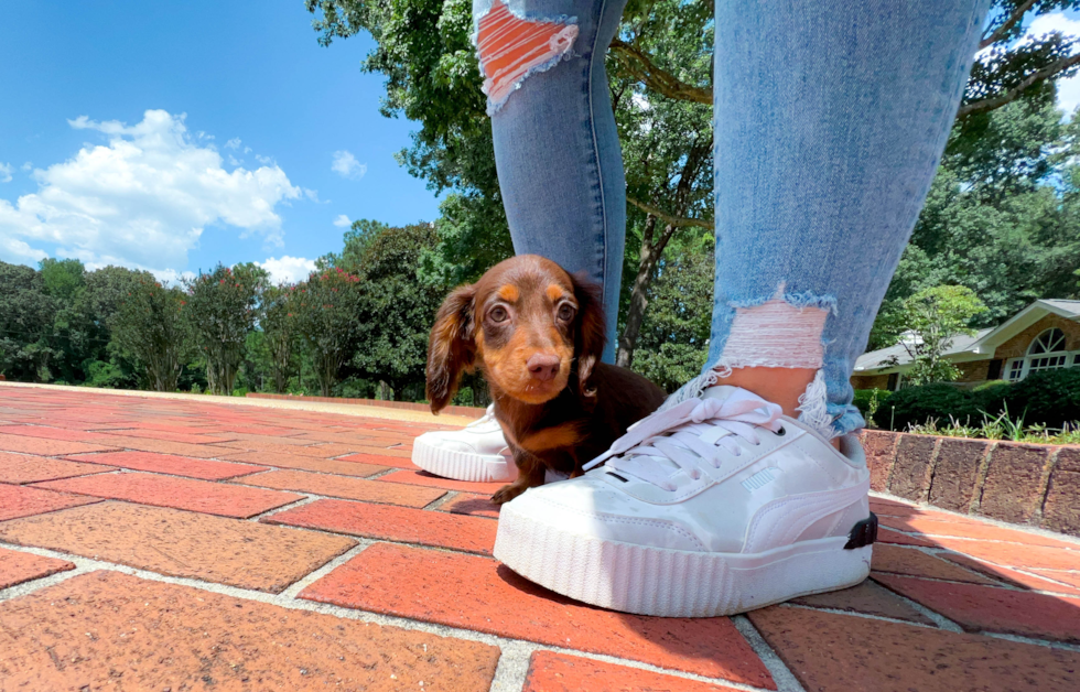 Cute Dachshund Baby