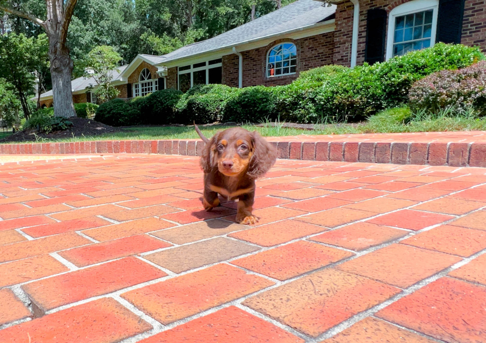 Best Dachshund Baby