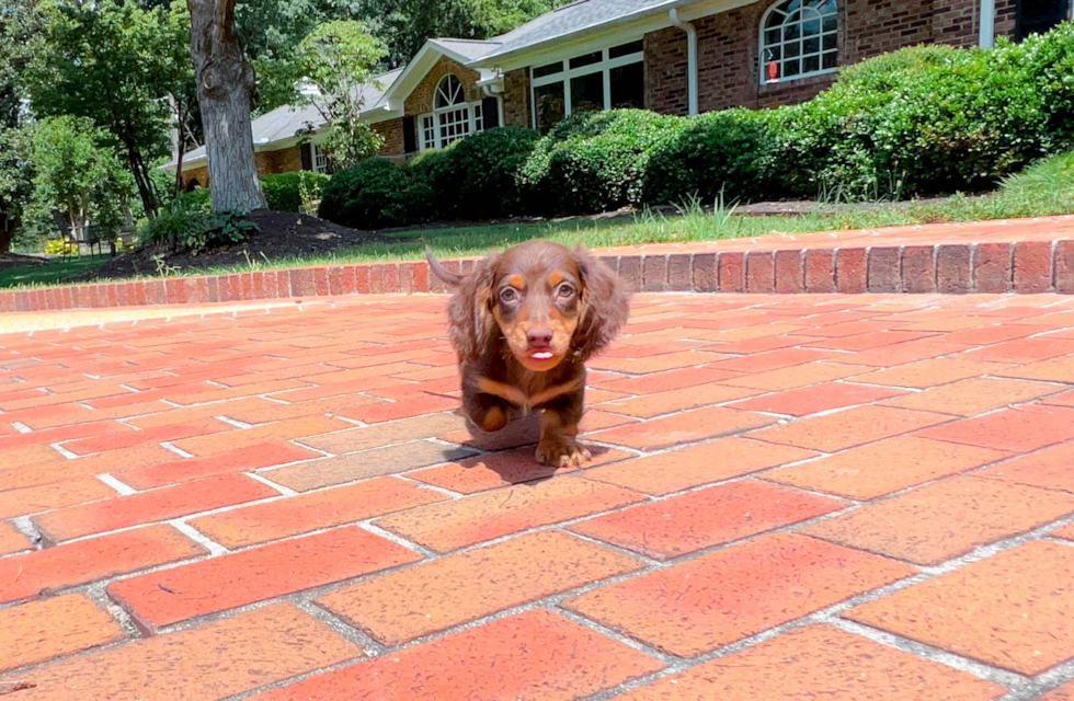 Best Dachshund Baby